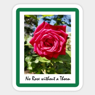 No Rose without a Thorn Sticker